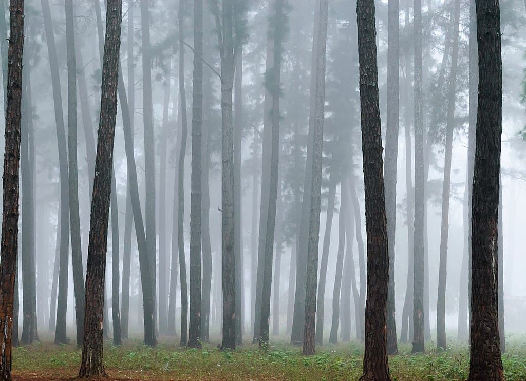 Araku Pine Forest