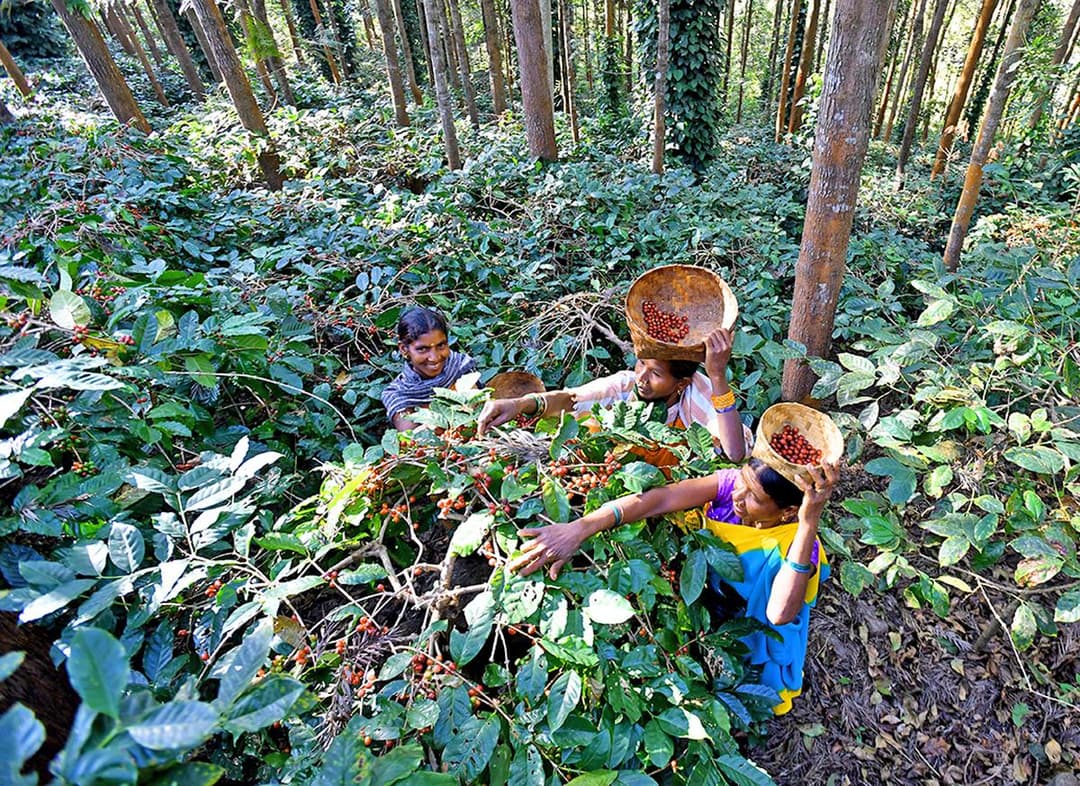 Coffee Museum & Coffee Plantation